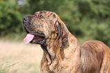 FILA BRASILEIRO 144